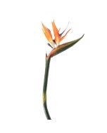 Generica Planta Decorativa - Modelo: Y15066-T15-J40197